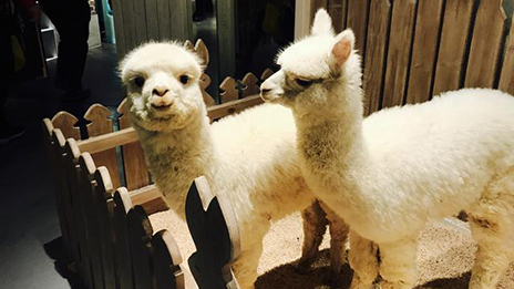家居賣場開動物樂園，羊駝、土撥鼠等600只動物齊聚